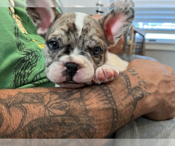 Medium Photo #5 French Bulldog Puppy For Sale in HAZLET, NJ, USA