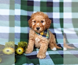 Goldendoodle (Miniature) Puppy for sale in LINCOLN UNIV, PA, USA