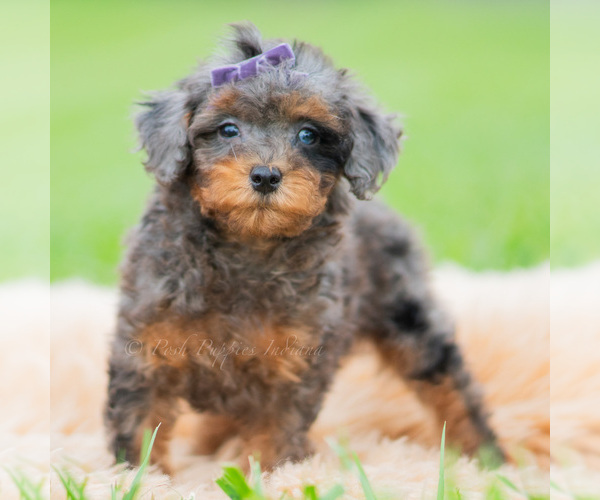 Medium Photo #2 Poodle (Miniature) Puppy For Sale in WARSAW, IN, USA