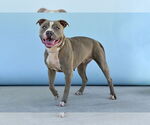 Small #1 American Pit Bull Terrier