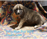 Puppy 4 Anatolian Shepherd