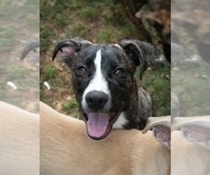 Labrador Retriever-Plott Hound Mix Dogs for adoption in McDonough, GA, USA