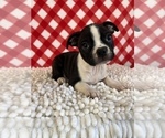 Small Photo #2 Boston Terrier Puppy For Sale in MARTINSVILLE, IN, USA