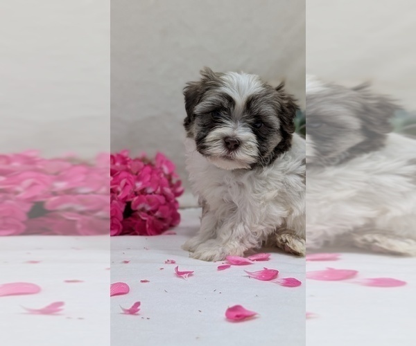 Medium Photo #12 Havanese Puppy For Sale in GOSHEN, IN, USA