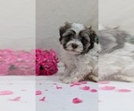 Small #11 Havanese