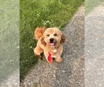 Small Photo #1 Cavapoo (Miniature) Puppy For Sale in BERKLEY, MI, USA
