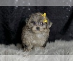 Small #4 YorkiePoo