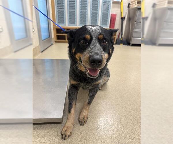 Medium Photo #1 Mutt Puppy For Sale in Grand Prairie, TX, USA