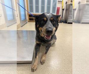 Mutt Dogs for adoption in Grand Prairie, TX, USA