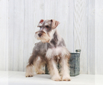 Small Photo #5 Schnauzer (Miniature) Puppy For Sale in SYRACUSE, IN, USA