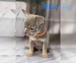 Small #5 Chihuahua