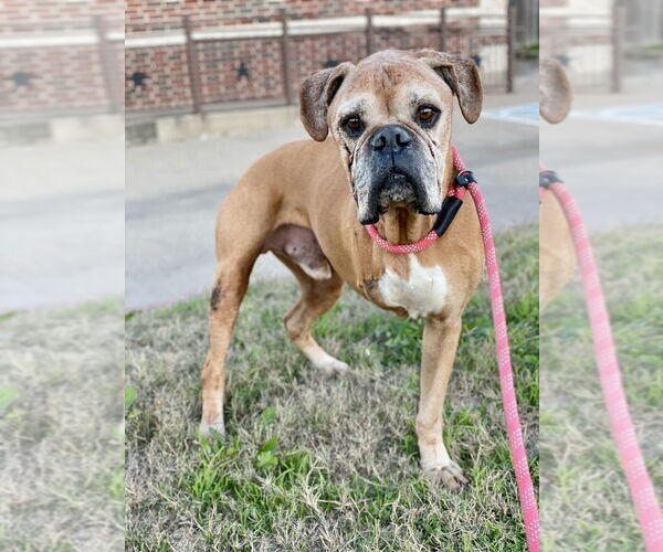 Medium Photo #4 Boxer Puppy For Sale in Austin, TX, USA