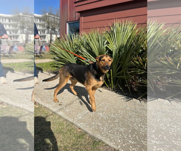 Medium Photo #2 German Shepherd Dog-Unknown Mix Puppy For Sale in Dallas, TX, USA