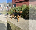 Small #1 German Shepherd Dog Mix