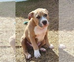 Puppy Angel American Bully