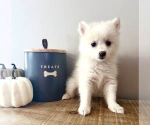 Pomeranian Puppy for sale in INDIANAPOLIS, IN, USA