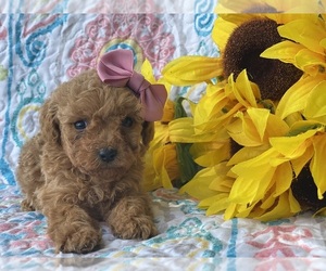 Cavapoo Puppy for sale in LANCASTER, PA, USA
