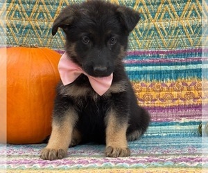 German Shepherd Dog Puppy for sale in LANCASTER, PA, USA