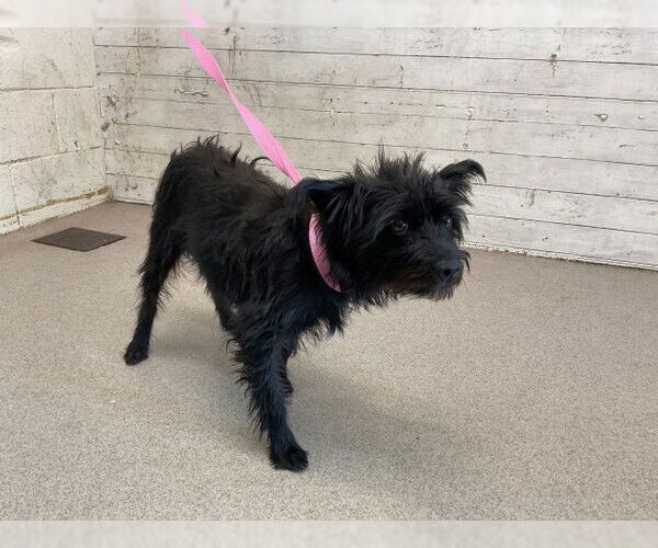 Medium Photo #1 Mutt Puppy For Sale in San Bernardino, CA, USA