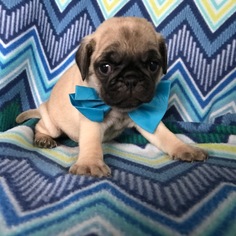 Pug Puppy for sale in HONEY BROOK, PA, USA