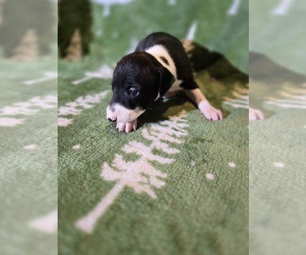 Medium Photo #3 Italian Greyhound Puppy For Sale in NESBIT, MS, USA