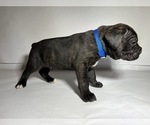 Small Photo #9 Cane Corso Puppy For Sale in NARVON, PA, USA
