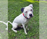 Small #3 American Pit Bull Terrier