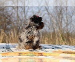 Small #23 ShihPoo