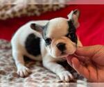 Small #3 French Bulldog