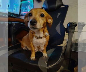 Doxle Dogs for adoption in Sanford, FL, USA