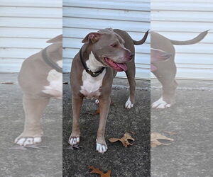 Mutt Dogs for adoption in Atlanta, GA, USA