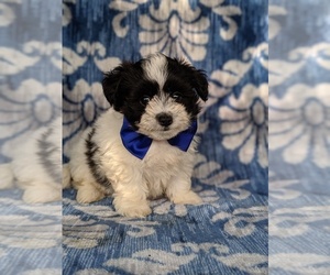 Bichon-A-Ranian Puppy for sale in LANCASTER, PA, USA