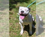 Small #3 American Pit Bull Terrier
