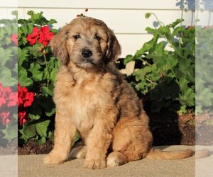 Goldendoodle Puppy for sale in LANCASTER, PA, USA