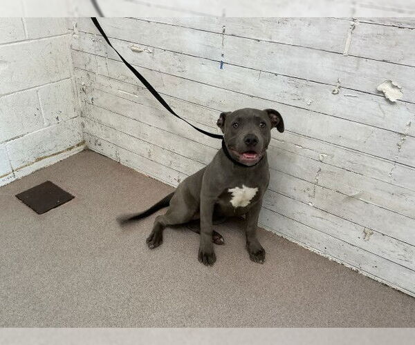 Medium Photo #1 Mutt Puppy For Sale in San Bernardino, CA, USA