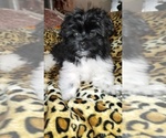 Puppy Puppy 2 Pom-Shi-Shih Tzu Mix
