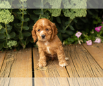 Small #20 Cocker Spaniel