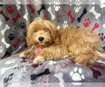 Small #1 ShihPoo