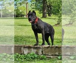 Small Photo #1 Cane Corso Puppy For Sale in VALDESE, NC, USA