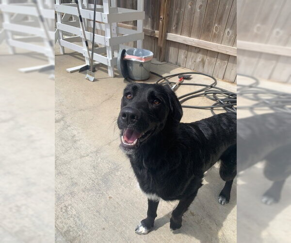 Medium Photo #3 Retriever -Unknown Mix Puppy For Sale in Plainfield, IL, USA