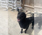 Small #2 Retriever  Mix