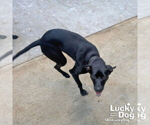 Milady - Female Labrador Retriever-Retriever  Mix Dog for Adoption - Photo #4
