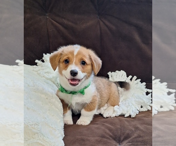 Medium Photo #30 Pembroke Welsh Corgi Puppy For Sale in ARROYO GRANDE, CA, USA