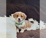 Small Photo #30 Pembroke Welsh Corgi Puppy For Sale in ARROYO GRANDE, CA, USA