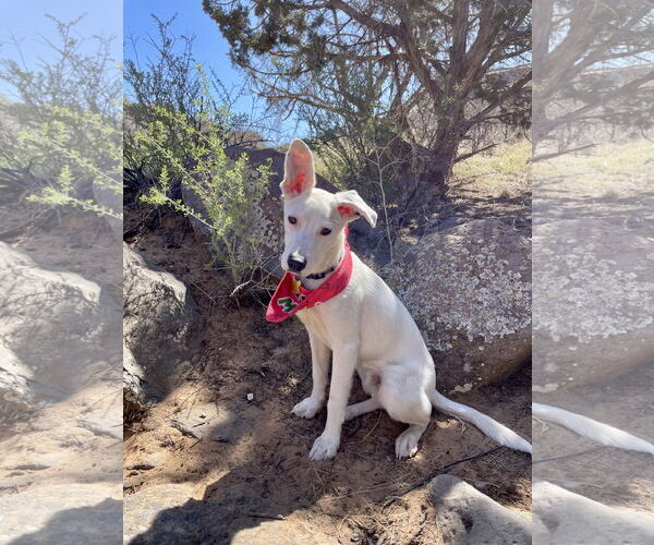 Medium Photo #9 Collie-Unknown Mix Puppy For Sale in Sandy, UT, USA