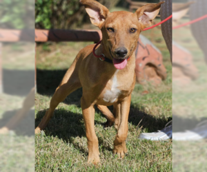 Mutt Dogs for adoption in Wakefield, RI, USA