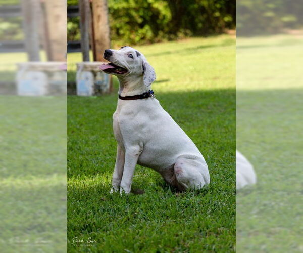 Medium Photo #4 American Bulldog-Whippet Mix Puppy For Sale in Milner, GA, USA