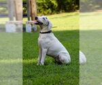 Small #3 American Bulldog-Whippet Mix