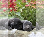 Small #4 Labrador Retriever
