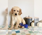 Small #3 Golden Retriever